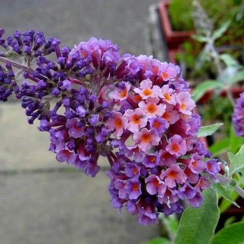 Buddleja X Weyeriana Bicolor/Flower Power 1 Buddleja X Weyeriana Bicolor/Flower Power