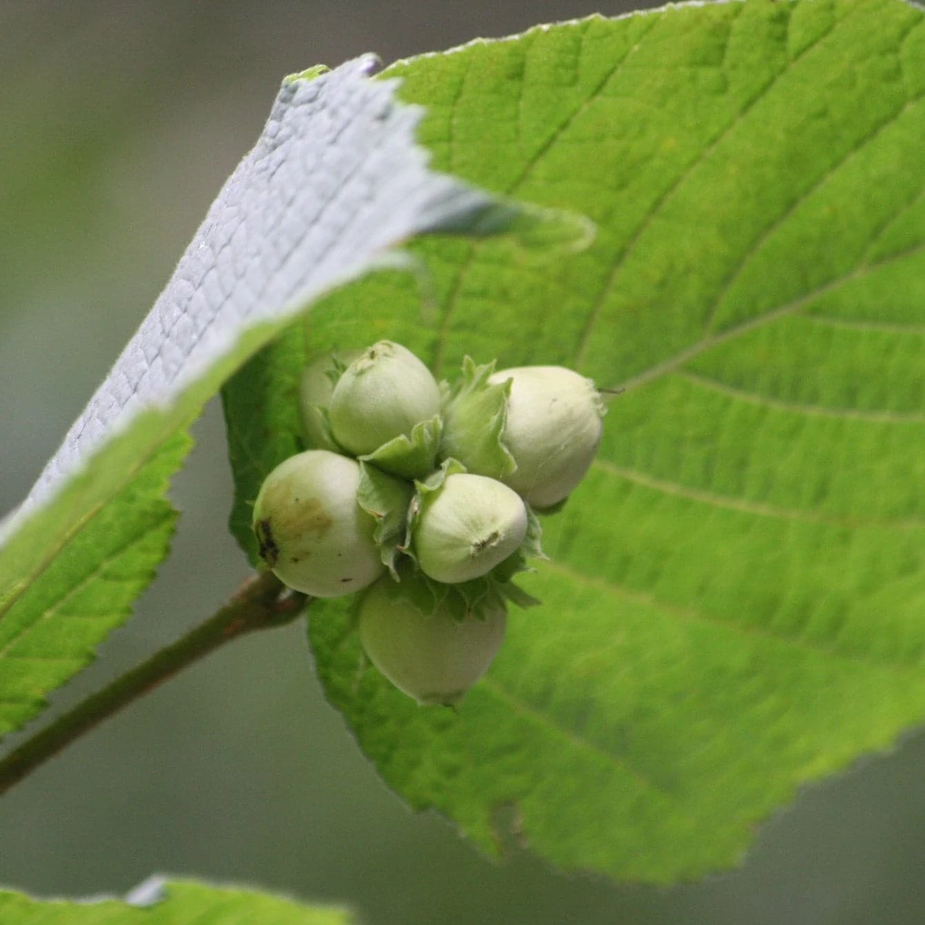 Cobnut - Corylus Avellana Segorbe 1 Cobnut - Corylus Avellana Segorbe