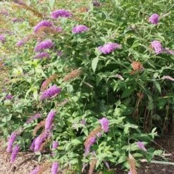 Buddleja Davidii Nanho Purple -Future Forests 14674495658 5c535576f4 k
