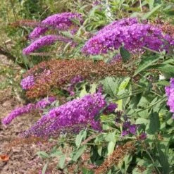 Buddleja Davidii Nanho Purple -Future Forests 14860763212 d7c1c3e66d k