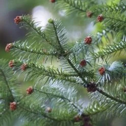 Cunninghamia Lanceolata -Future Forests 17331495235 fcafcd5166 k