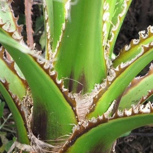 Washingtonia Robusta 4 Washingtonia Robusta - Image 4