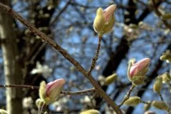 Magnolia X Loebneri Merrill -Future Forests 8610638469 a7850c419a k