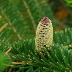 Abies Fraseri - Fraser Fir -Future Forests Abies fraseri 01