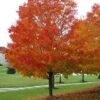 Acer Saccharum