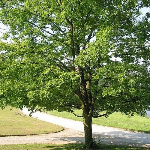 Acer Saccharum 7 Acer Saccharum - Image 7