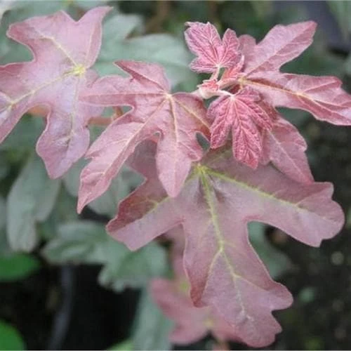 Acer Campestre Red Shine 1 Acer Campestre Red Shine