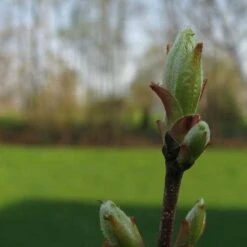 Acer Rubrum Red Sunset -Future Forests Acer Rubrum Red Sunset 02