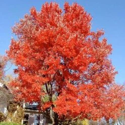 Acer Rubrum Red Sunset -Future Forests Acer Rubrum Red Sunset 04