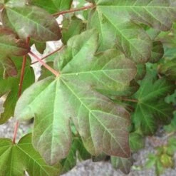 Future Forests -Future Forests Acer campestre Red Shine FF