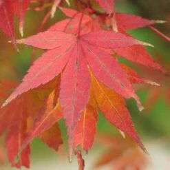 Acer Palmatum Atropurpureum -Future Forests Acer palmatum Atropurpureum 04