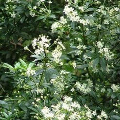 Acradenia Frankliniae -Future Forests Acradenia frankliniae 02