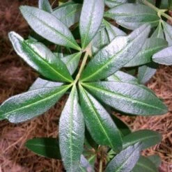 Acradenia Frankliniae -Future Forests Acradenia frankliniae 03