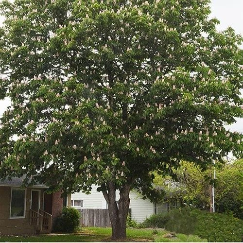 Aesculus Hippocastanum Baumannii 2 Aesculus Hippocastanum Baumannii - Image 2