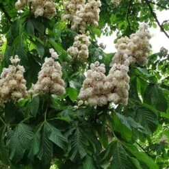 Aesculus Hippocastanum Baumannii 6 Aesculus Hippocastanum Baumannii -Future Forests Aesculus hippocastanum Baumanii 04