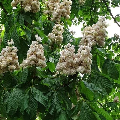 Aesculus Hippocastanum Baumannii 3 Aesculus Hippocastanum Baumannii - Image 3