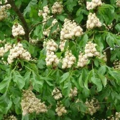 Aesculus Hippocastanum Baumannii 7 Aesculus Hippocastanum Baumannii -Future Forests Aesculus hippocastanum Baumanii 05