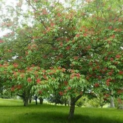 Aesculus Pavia 6 Aesculus Pavia -Future Forests Aesculus pavia 01