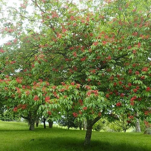 Aesculus Pavia 3 Aesculus Pavia - Image 3