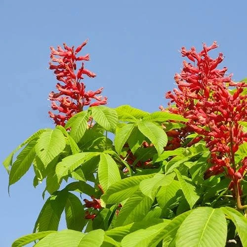 Aesculus Pavia 2 Aesculus Pavia - Image 2