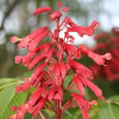 Aesculus Pavia 7 Aesculus Pavia -Future Forests Aesculus pavia 05