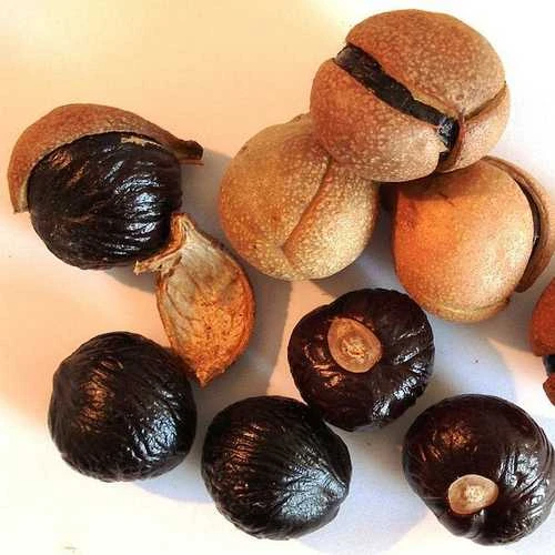 Aesculus Indica - Indian Horse Chestnut 5 Aesculus Indica - Indian Horse Chestnut - Image 5