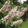 Aesculus Indica - Indian Horse Chestnut