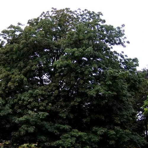 Aesculus Indica - Indian Horse Chestnut 3 Aesculus Indica - Indian Horse Chestnut - Image 3