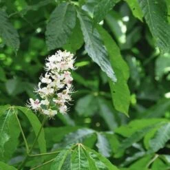 Aesculus Indica - Indian Horse Chestnut 8 Aesculus Indica - Indian Horse Chestnut -Future Forests Aesculus Indica 05