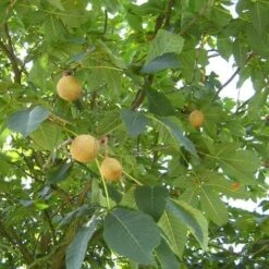 Aesculus X Carnea Briotii 7 Aesculus X Carnea Briotii -Future Forests Aesculus carnea Briotii 05
