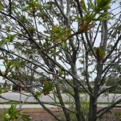 Aesculus X Arnoldiana -Future Forests Aesculus x Arnoldiana 03