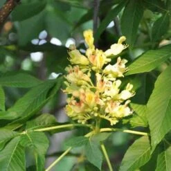 Aesculus X Arnoldiana