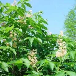 Aesculus X Arnoldiana -Future Forests Aesculus x Arnoldiana 05