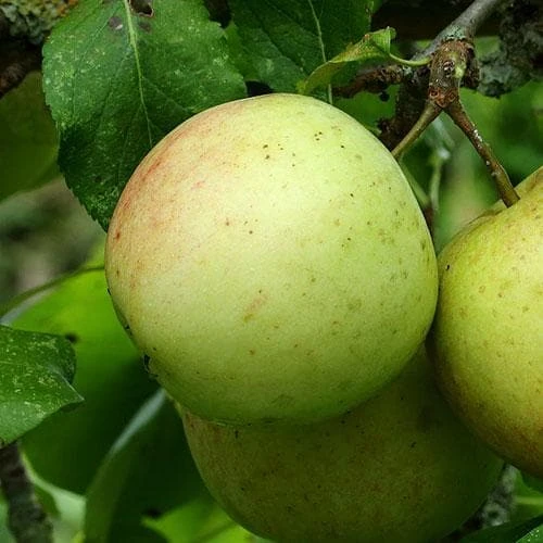 Apple Allington Pippin 2 Apple Allington Pippin - Image 2