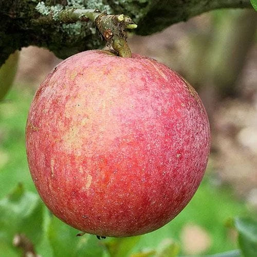 Apple Allington Pippin 1 Apple Allington Pippin
