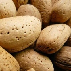 Almond - Prunus Dulcis Robijn -Future Forests Almond Robijn 03