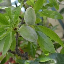 Almond - Prunus Dulcis Robijn -Future Forests Almond Robijn 06