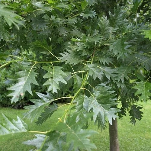 Alnus Glutinosa Laciniata 2 Alnus Glutinosa Laciniata - Image 2