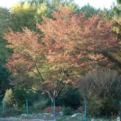 Amelanchier X Grandiflora Robin Hill AGM -Future Forests Amelanchier x grandiflora Robin Hill 02x