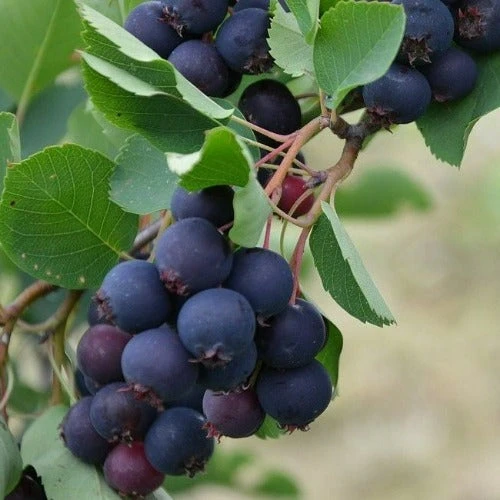 Amelanchier Alnifolia Thiessen 1 Amelanchier Alnifolia Thiessen