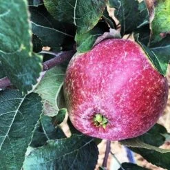 Apple Kingston Black -Future Forests Apple Kingston Black 01