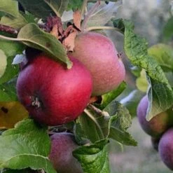 Apple Kingston Black -Future Forests Apple Kingston Black 02