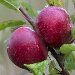 Future Forests -Future Forests Apple Kingston Black 04