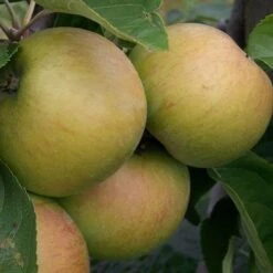 Future Forests -Future Forests Apple Lanes Prince Albert 02