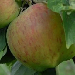 Apple Lane's Prince Albert -Future Forests Apple Lanes Prince Albert 03