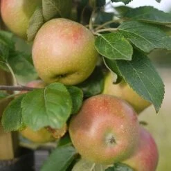 Apple Lane's Prince Albert -Future Forests Apple Lanes Prince Albert 04