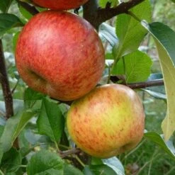 Apple Pixie 8 Apple Pixie -Future Forests Apple pixie 02