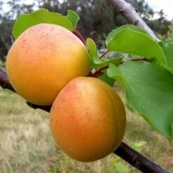 Apricot Bredase -Future Forests Apricots 01 c07ba185 1cff 4b11 a3b1 fc6f0cb7f2b5