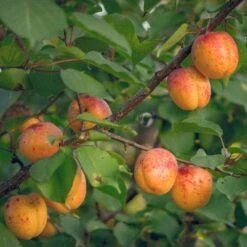 Apricot Bredase -Future Forests Apricots 02 13970263 623d 4ef2 b3de 326bc94d1192