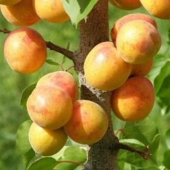 Apricot Early Moorpark 7 Apricot Early Moorpark -Future Forests Apricots 03